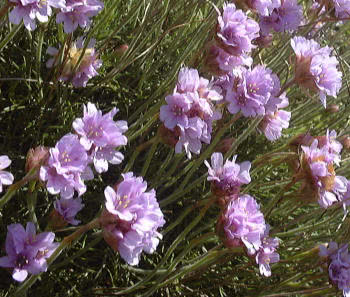 THRIFT (SEA PINK) (Armeria maritima)